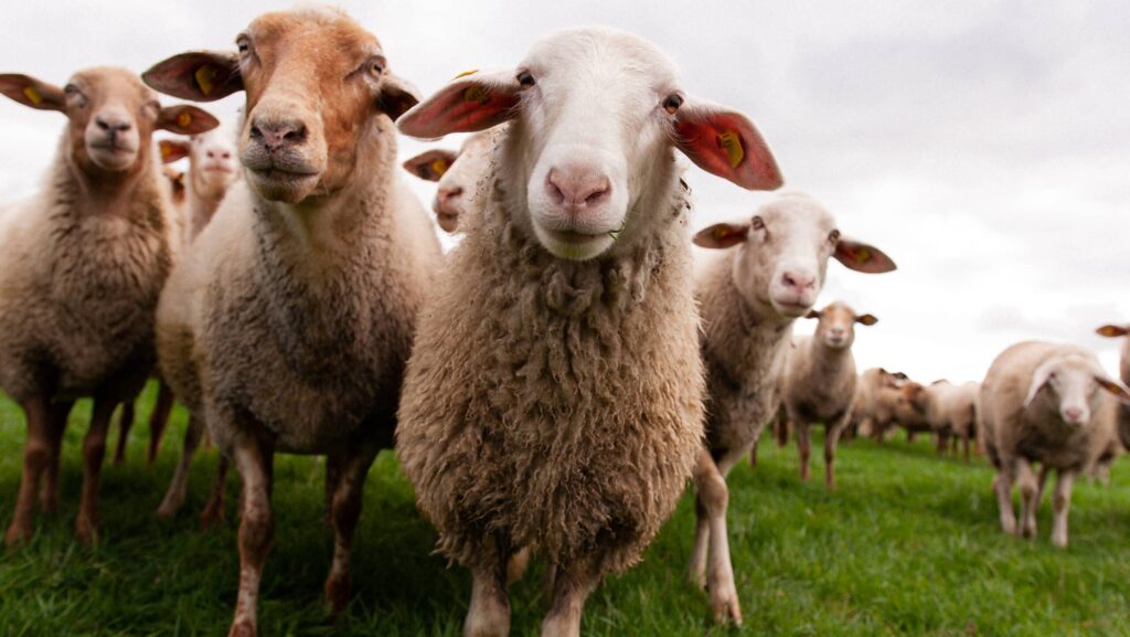 Schafe schauen in die Kamera
